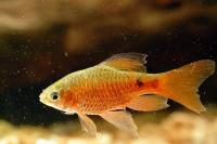 Long Finned Red Glass Barb - Quantity of 3
